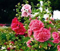 hoa mãn đình hồng kép